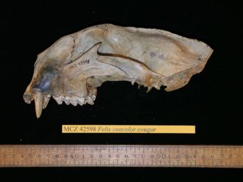 Media type: image; Mammalogy 42598
